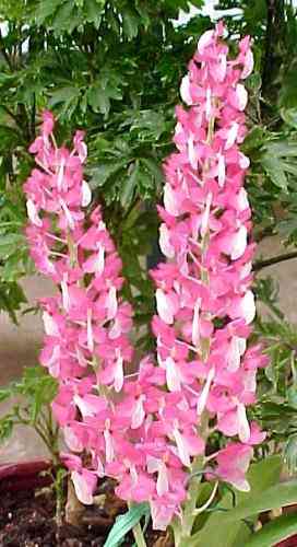 Dyakia hendersoniana 